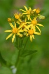 Arrowhead Butterweed blossoms detail