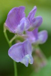 American Vetch blossoms extreme detail