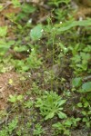 Alaska (Rusty) Saxifrage