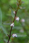 Sickletop Lousewort blossoms & foliage detail