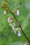 Sickletop Lousewort blossoms & foliage