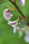 Sickletop Lousewort blossoms extreme detail