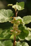 Sticky Currant blossoms & foliage