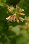 Sticky Currant blossoms detail