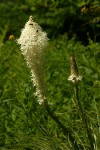 Beargrass blossoms detail