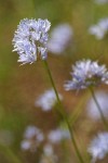 Blue Field Gilia blossom detail