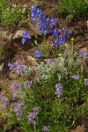 Menzies' Delphinium w/ Small-flowered Penstemon