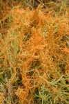 Salt Marsh Dodder on American Glasswort