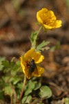 Fan-leaved Cinquefoil blossoms w/ fly