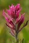 Olympic Indian Paintbrush bracts & blossom
