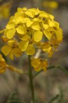 Western Wallflower blossoms detail