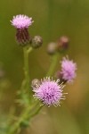 Canada Thistle blossoms