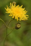 Perennial Sow Thistle blossom detail