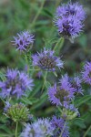 Coyote Mint blossoms detail