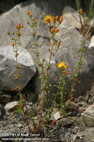 Hypericum scouleri ssp. nortoniae