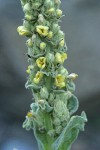 Woolly Mullein blossoms detail