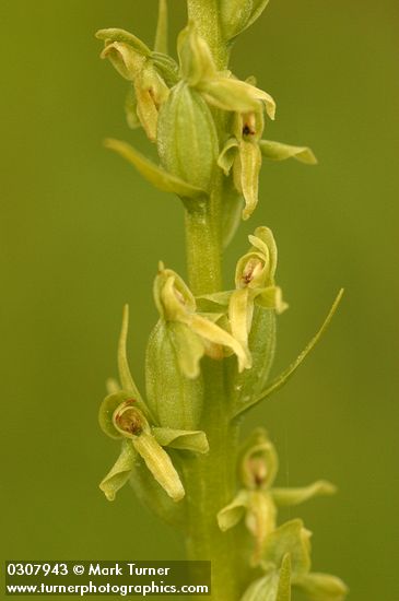 Platanthera hyperborea var. hyperborea