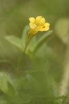 Primrose Monkey Flower