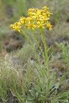 Woolly Butterweed