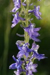 Tall Meadow Larkspur blossoms detail