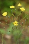 Scouler's Hawkweed blossoms