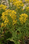 Tall Butterweed