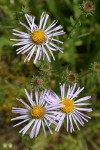 Leafy Aster blossoms detail