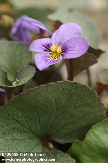 Viola flettii