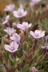 Alpine Collomia blossoms & foliage detail