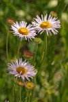 Alice Eastwood's Daisy blossoms & foliage
