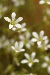 Nuttall's sandwort blossoms detail