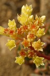 Sierra Sedum blossoms detail