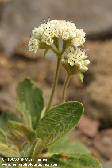 Eriogonum pyrolifolium var. coryphaeum