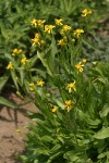 Thick-leaved Groundsel