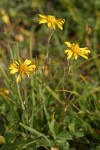 Howell's Goldenweed