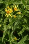 Seep-spring Arnica blossoms & foliage detail