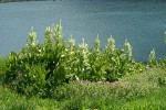 Lewis's Monkeyflower w/ California Corn Lilies above Wildhorse Lake