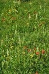 Indian Paintbrush, Broad-leaf Arnica, White Bog Orchids in wet meadow