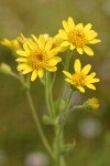Meadow Arnica blossoms detail