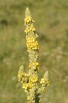 Woolly Mullein blossoms