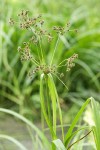 Panicled Bulrush inflorescence & upper foliage