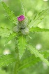 Short-styled Thistle (Cluster Thistle) blossom, buds & foliage