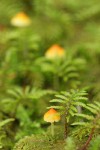Small mushrooms among Stair Step Moss, detail
