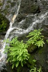 Maidenhair Ferns among mossy rocks at edge of small waterfall