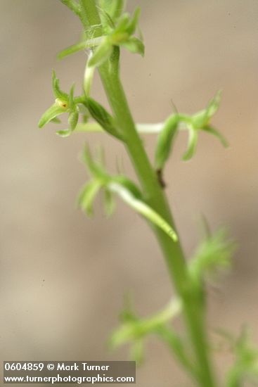 Piperia elegans ssp. elegans (Habenaria elegans)
