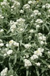 Pearly Everlasting blossoms & foliage