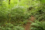 Trail through forest understory near Sourdough Cr
