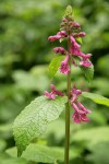 Cooley's Hedge Nettle