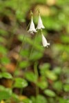 Twinflower blossoms