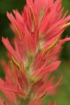 Giant Red Paintbrush bracts & blossoms detail